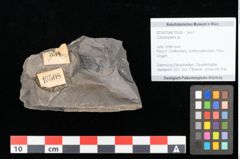 Foto (Objekt + Etikett) von Camptopteris sp.  (NHMW-GEO-2024-0188-10508)